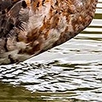 IMG_1361 Barge